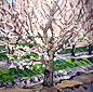 Almond Orchard Spring