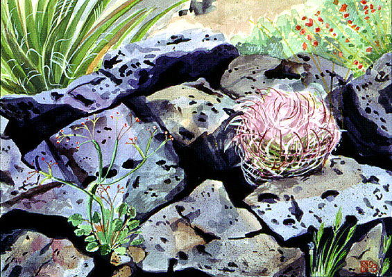 Devil's Claw & Lava Rock