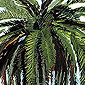 deYoung Palm